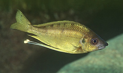 Ophthalmotilapia nasuta 'Ulwile Island'